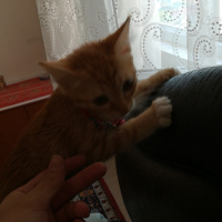 Sarman, Kedi  Venüs fotoğrafı