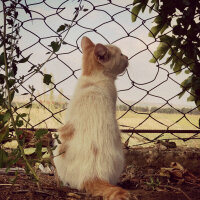 Ankara Kedisi, Kedi  Max fotoğrafı