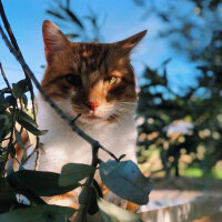 Ankara Kedisi, Kedi  Max fotoğrafı