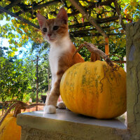 Ankara Kedisi, Kedi  Max fotoğrafı