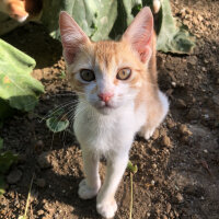 Ankara Kedisi, Kedi  Max fotoğrafı