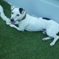 Jack Russell Terrier, Köpek  Huzur fotoğrafı