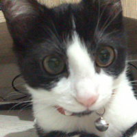 Tekir Kedi, Kedi  Mia fotoğrafı