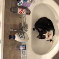 Tekir Kedi, Kedi  Mia fotoğrafı