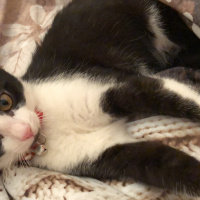 Tekir Kedi, Kedi  Mia fotoğrafı