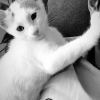 Tekir Kedi, Kedi  Yavru Kedicikler fotoğrafı