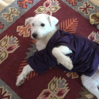 Maltese, Köpek  Cody Pamuk fotoğrafı