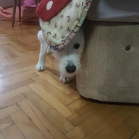 Maltese, Köpek  Cody Pamuk fotoğrafı