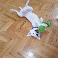 Maltese, Köpek  Cody Pamuk fotoğrafı