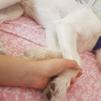 Maltese, Köpek  Cody Pamuk fotoğrafı