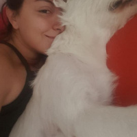 Maltese, Köpek  Cody Pamuk fotoğrafı