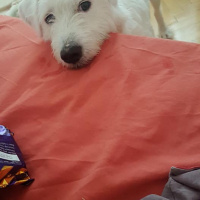 Maltese, Köpek  Cody Pamuk fotoğrafı