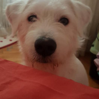Maltese, Köpek  Cody Pamuk fotoğrafı