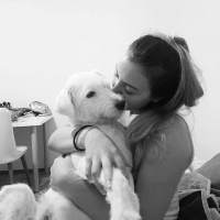 Maltese, Köpek  Cody Pamuk fotoğrafı