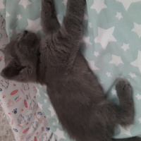 British Shorthair, Kedi  Mia fotoğrafı