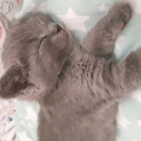 British Shorthair, Kedi  Mia fotoğrafı