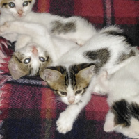 Oriental Longhair, Kedi  Nesrin fotoğrafı