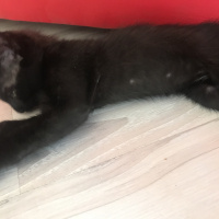 Tekir Kedi, Kedi  Gece fotoğrafı