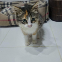 Tekir Kedi, Kedi  Şimdilik KIZÇE diyoruz fotoğrafı