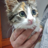 Tekir Kedi, Kedi  Şimdilik KIZÇE diyoruz fotoğrafı