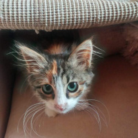 Tekir Kedi, Kedi  Şimdilik KIZÇE diyoruz fotoğrafı