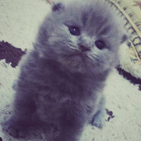 Scottish Fold, Kedi  Duman fotoğrafı