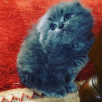 Scottish Fold, Kedi  Duman fotoğrafı