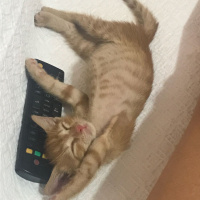 British Shorthair, Kedi  Tarçın fotoğrafı