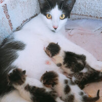 Tuxedo (Smokin) Kedi, Kedi  Nazlı fotoğrafı