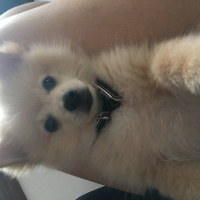 Pomeranyalı, Köpek  Teddy fotoğrafı