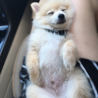 Pomeranyalı, Köpek  Teddy fotoğrafı