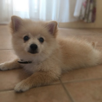 Pomeranyalı, Köpek  Teddy fotoğrafı