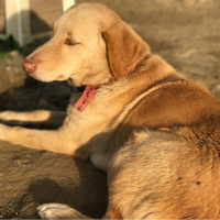 Sokö (Sokak Köpeği), Köpek  Karamel fotoğrafı
