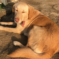 Sokö (Sokak Köpeği), Köpek  Karamel fotoğrafı