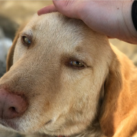 Sokö (Sokak Köpeği), Köpek  Karamel fotoğrafı