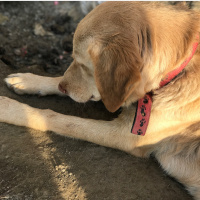 Sokö (Sokak Köpeği), Köpek  Karamel fotoğrafı