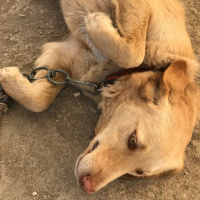 Sokö (Sokak Köpeği), Köpek  Karamel fotoğrafı