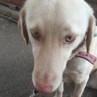 Sokö (Sokak Köpeği), Köpek  Karamel fotoğrafı