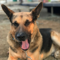 Belçika Malinois, Köpek  Kurt fotoğrafı