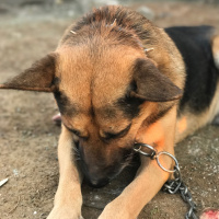 Belçika Malinois, Köpek  Kurt fotoğrafı