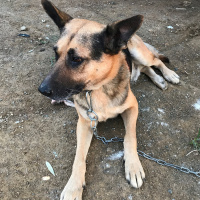 Belçika Malinois, Köpek  Kurt fotoğrafı
