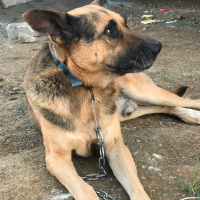 Belçika Malinois, Köpek  Kurt fotoğrafı