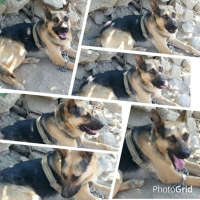 Belçika Malinois, Köpek  Kurt fotoğrafı