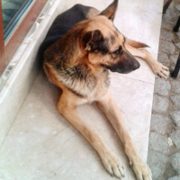 Belçika Malinois, Köpek  Kurt fotoğrafı