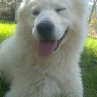 Samoyed, Köpek  Thor fotoğrafı