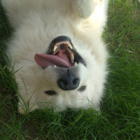 Samoyed, Köpek  Thor fotoğrafı