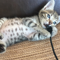 Tekir Kedi, Kedi  Şehnaz fotoğrafı