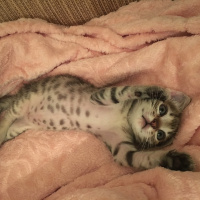 Tekir Kedi, Kedi  Şehnaz fotoğrafı