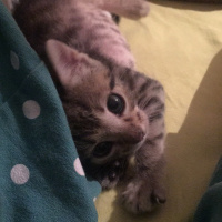 Tekir Kedi, Kedi  Şehnaz fotoğrafı