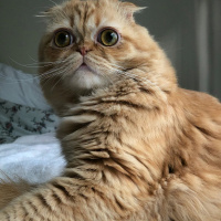 Scottish Fold, Kedi  Puding fotoğrafı